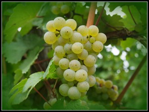 Rieslingtraube by chris-sy, on Flickr