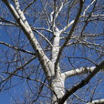 Birch Tree by Remote Sky, on Flickr