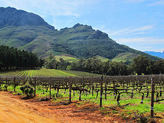 Stellenbosch vinyard by Dave Bezaire & Susi Havens-Bezaire, on Flickr